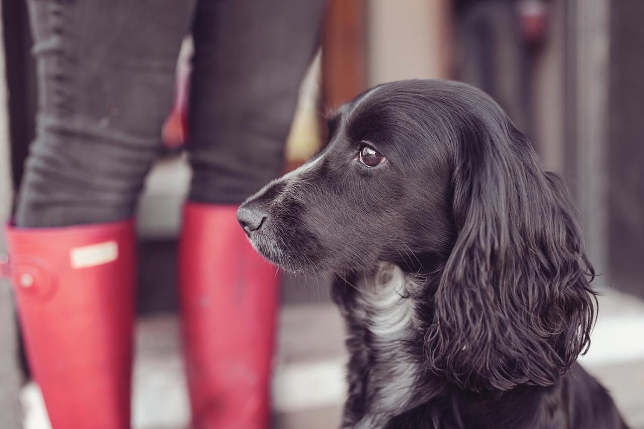 Longlands Inn & Cottages Carnforth Εξωτερικό φωτογραφία A black and white English Cocker Spaniel